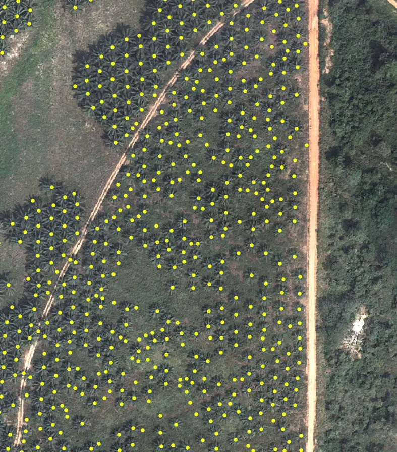 Tree crown, height and carbon intelligence for forest and plantation monitoring