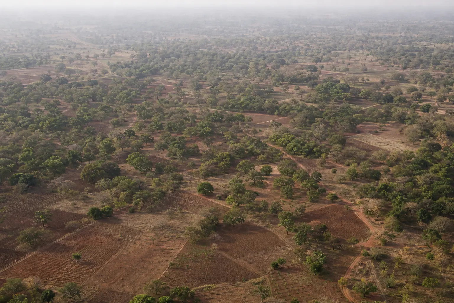 Aerial view of smallholder cashew orchards in dry savanna, broad trees scattered over red laterite soil and dirt tracks