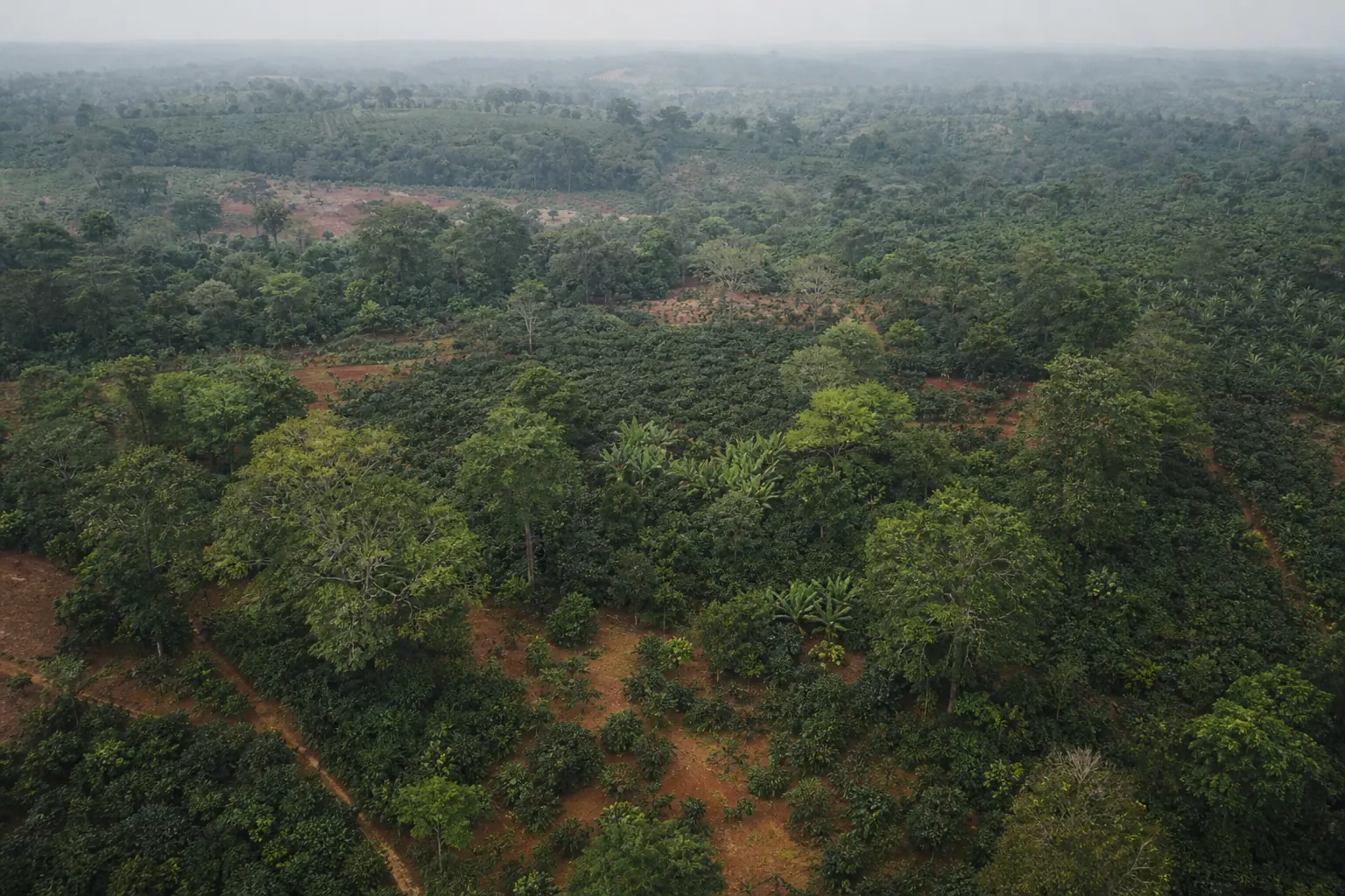 Aerial view of cocoa smallholdings under taller shade trees, with red earth footpaths in humid haze