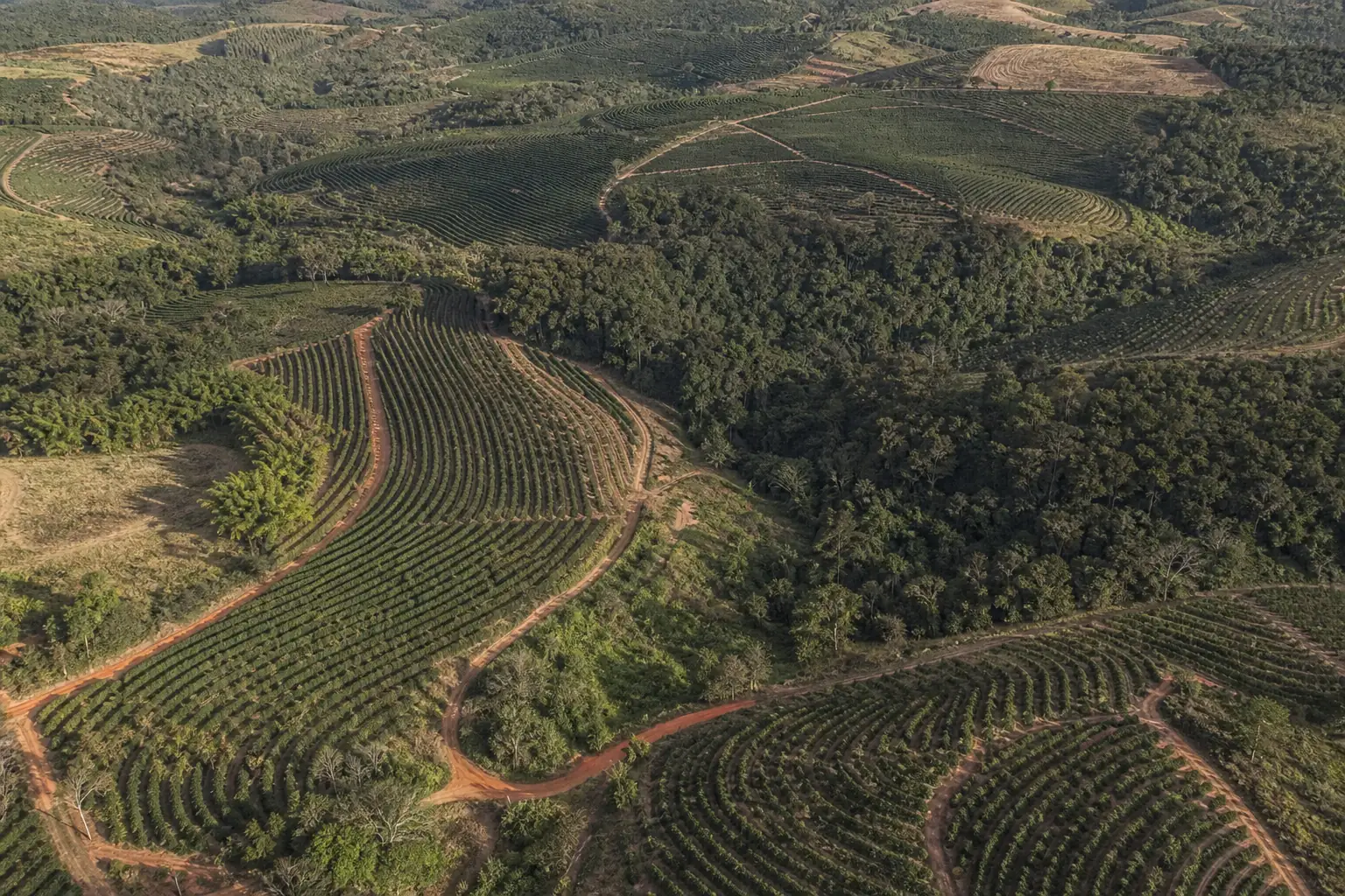 Aerial view of coffee rows following the contours of rolling hills, with red earth roads and patches of native forest