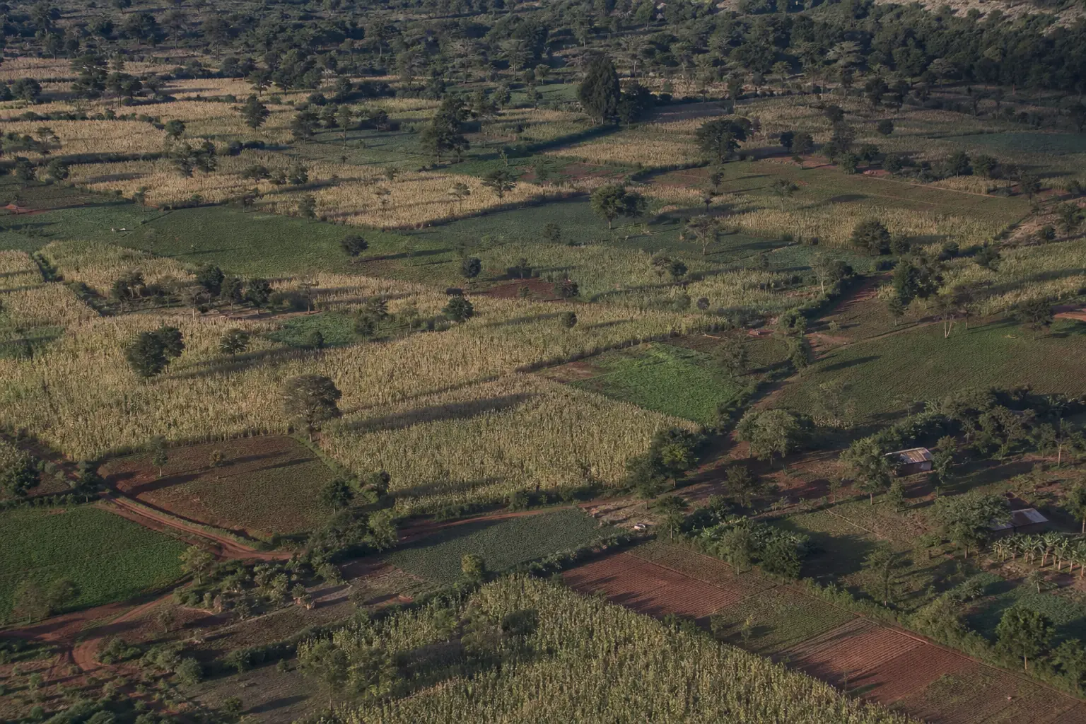 Aerial view of a patchwork of smallholder maize plots and hedgerows in green highlands, with red soil tracks