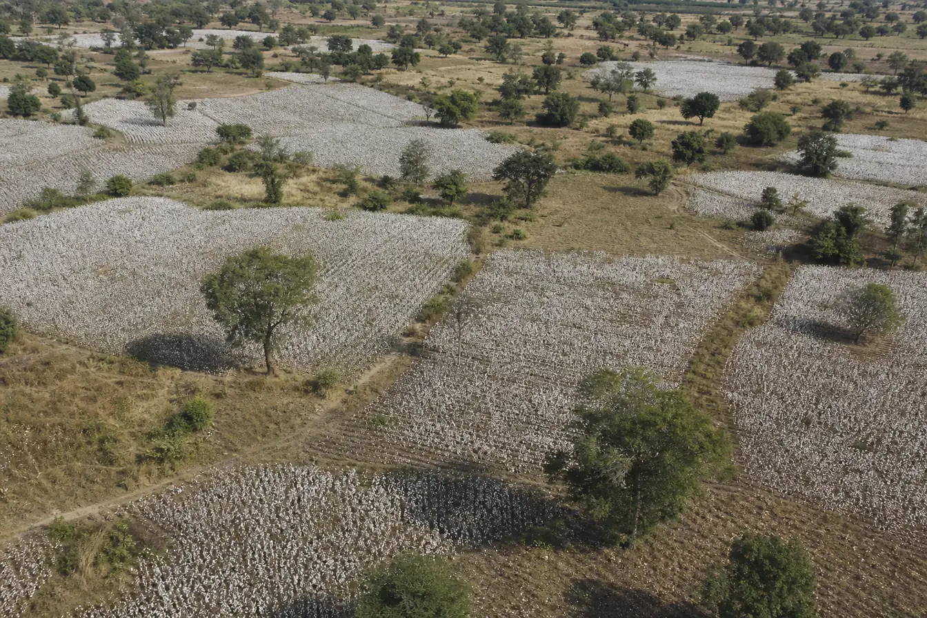 Aerial view of smallholder cotton fields with open white bolls, scattered trees and dirt tracks