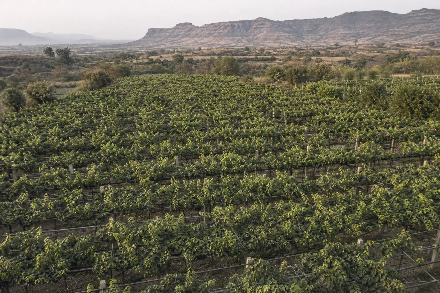 Low aerial view of trellised table-grape vineyards with dry rocky hills in the distance