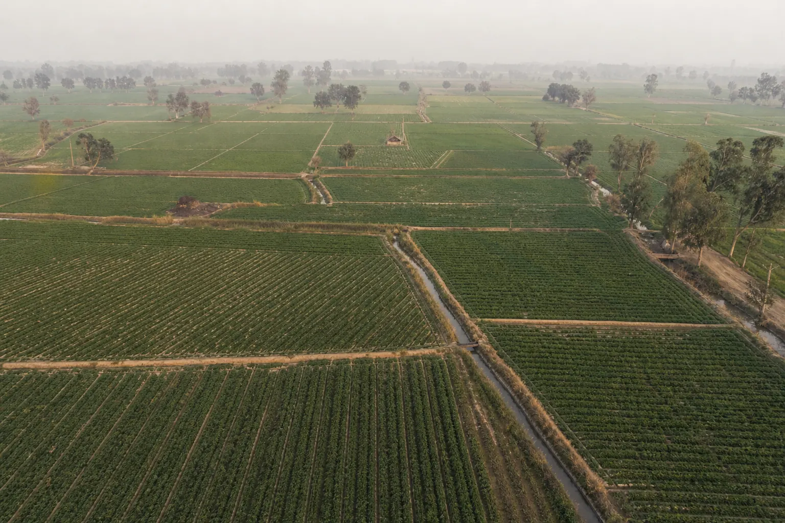 Aerial view of ridged potato rows in rectangular plots on flat plains, with irrigation channels and tree lines in winter haze