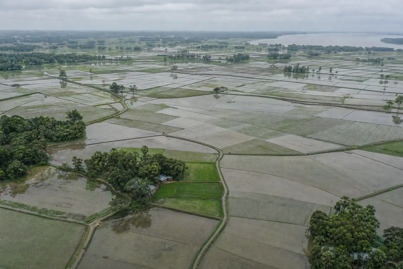 Aerial view of flooded rice paddies and young green rice divided by earthen bunds, with clusters of village trees