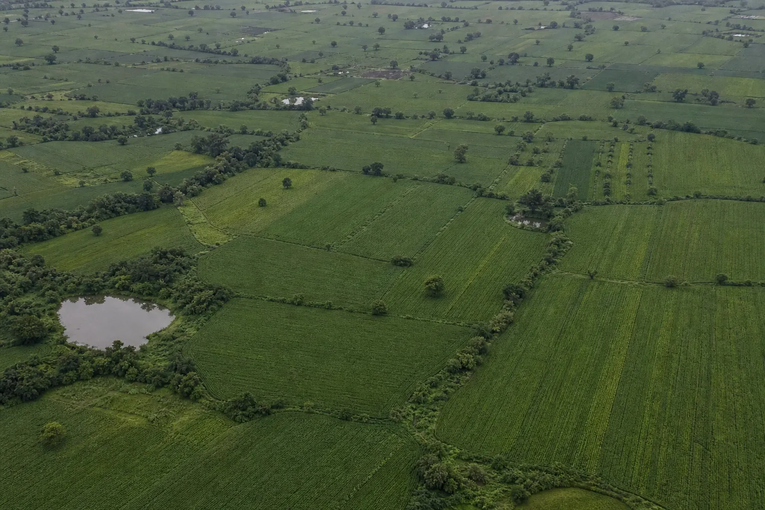 Aerial view of green soybean plots in a monsoon-season patchwork with farm ponds and tree lines