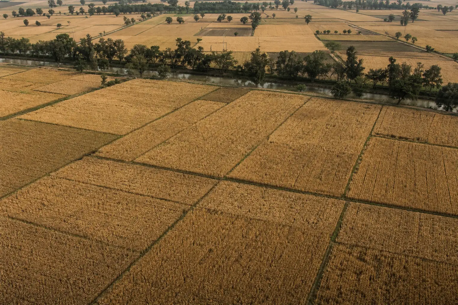 Aerial view of golden wheat plots before harvest, separated by narrow bunds, with tree lines and a canal