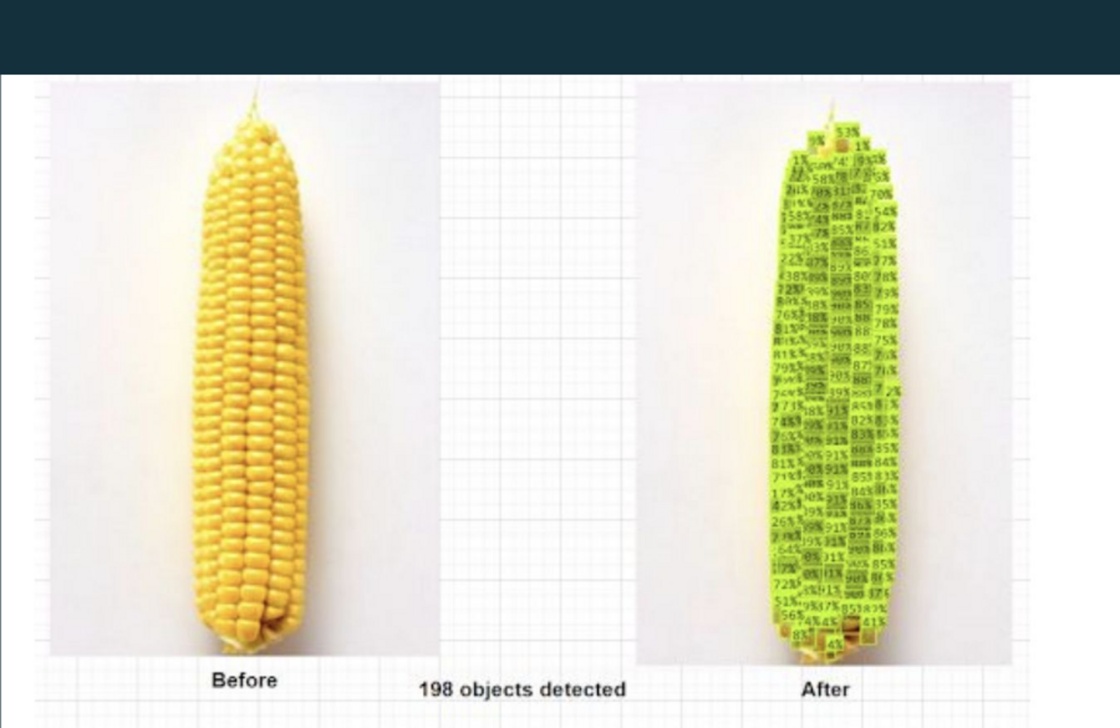 Vision model output counting kernels on a maize cob