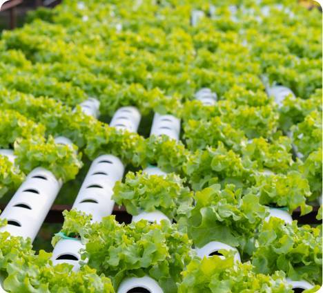 aeroponics and vertical farming