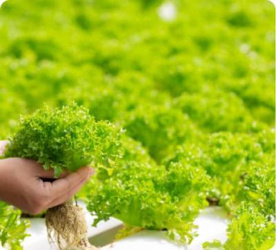 aquaponics and vertical farming