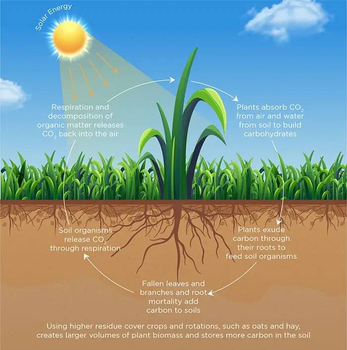 bio sequestration how it works infographic