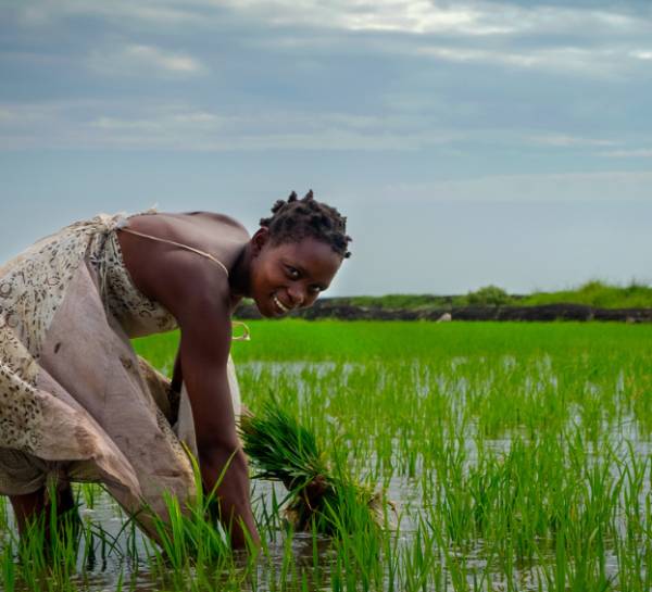 creating a traceable rice value chain for 2scale a farming company