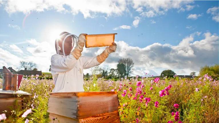Organic Honey Farming