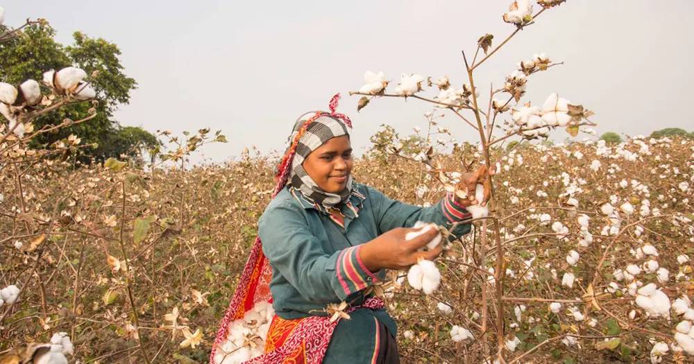 sustainable agriculture for cotton cultivation