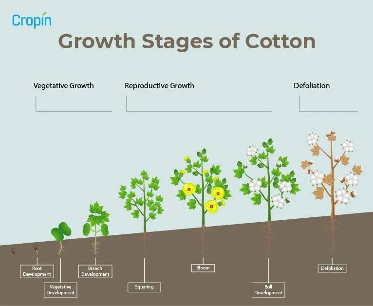 Growth stages of cotton