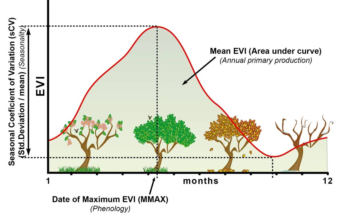 EVI (Enhanced Vegetation Index)