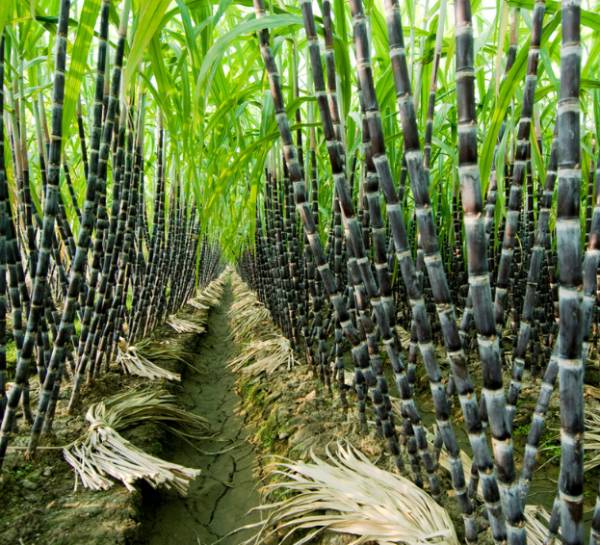 leading-sugarcane-producer