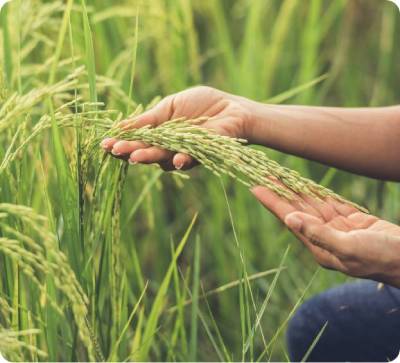 enhancing-sustained-food-security