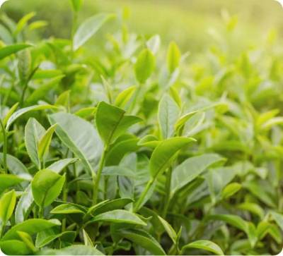tea-corporation-in-india (1)