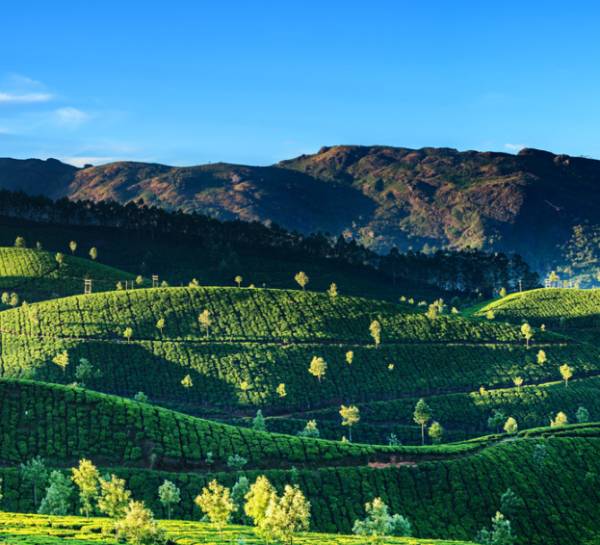 digitizing farm operations for a tea corporation case study