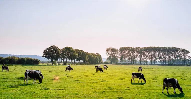integrating cattle grazing as part of regenerative agriculture principles and practices