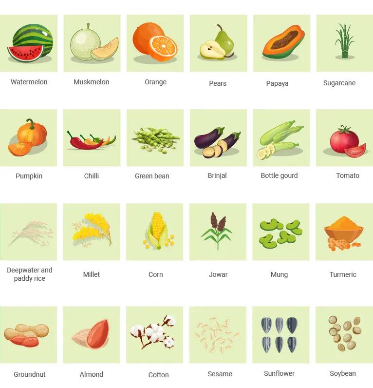 list of kharif crops infographic
