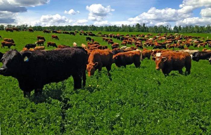 regenerative agriculture technique of holistic cattle grazing image