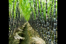 leading-sugarcane-producer_220x147