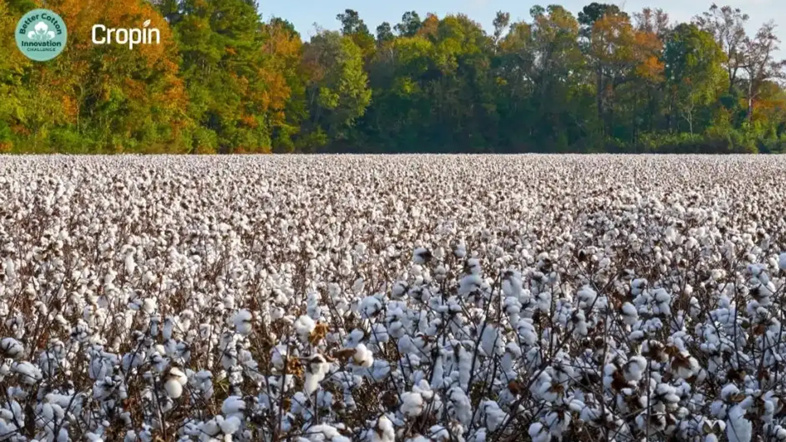 CropIn-is-a-finalist-in-the-Better-Cotton-Innovation-Challenge