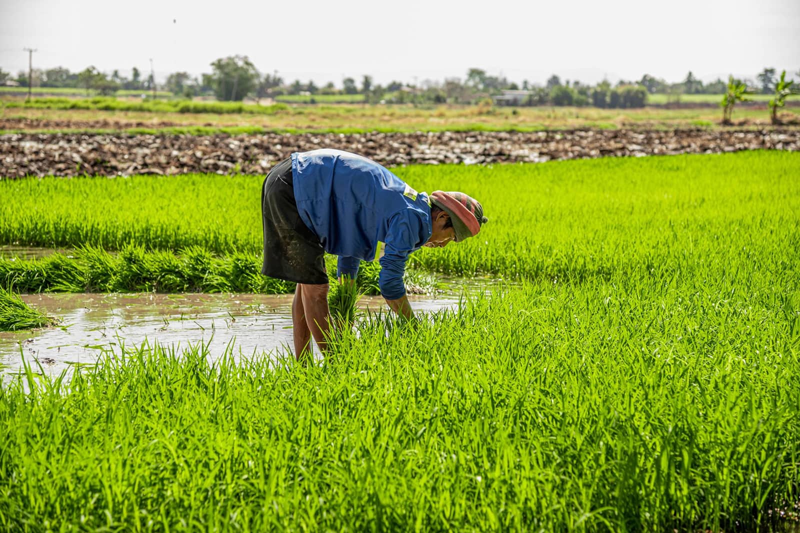 Kharif crop- overcoming crop production challenges