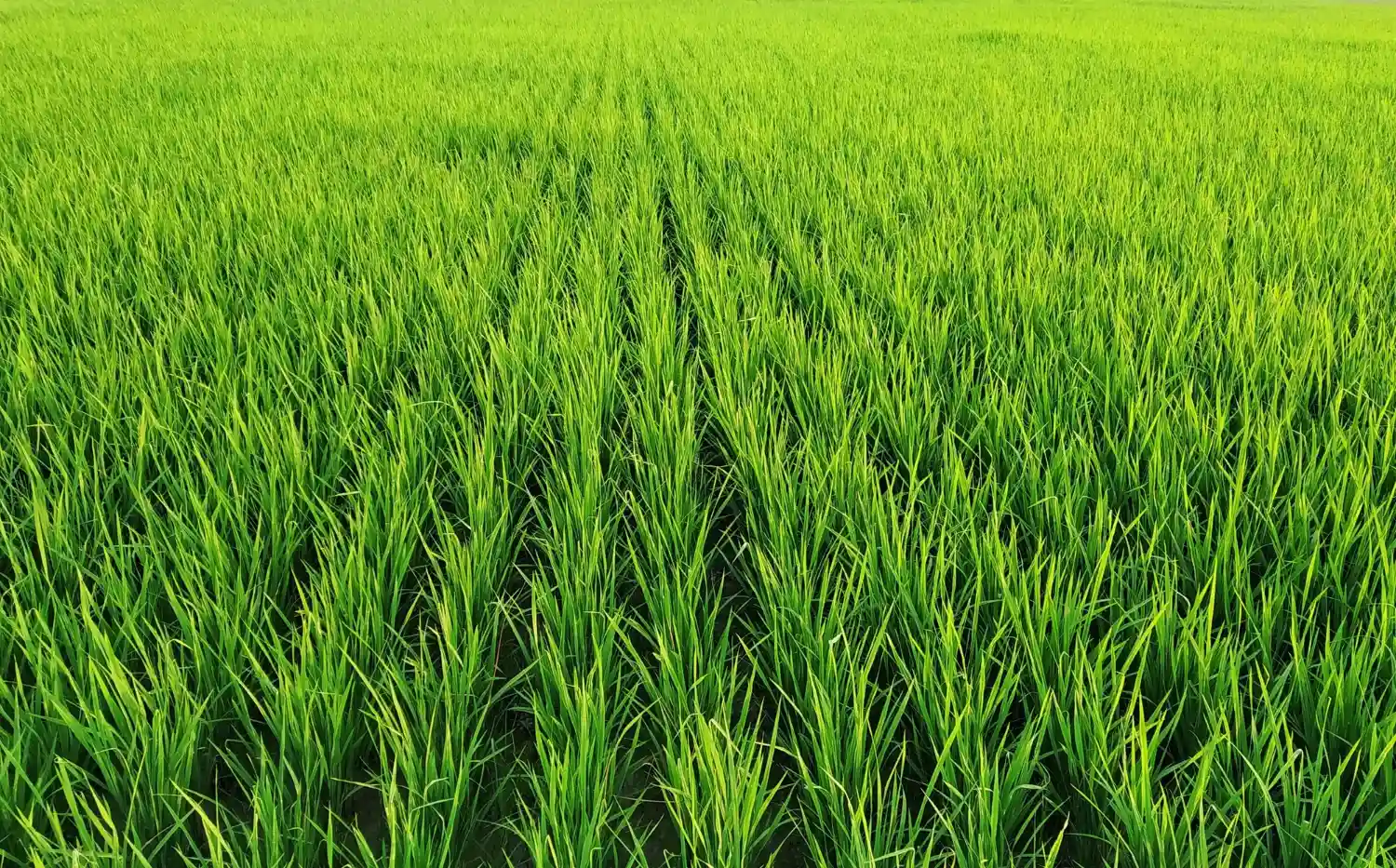 kharif crop