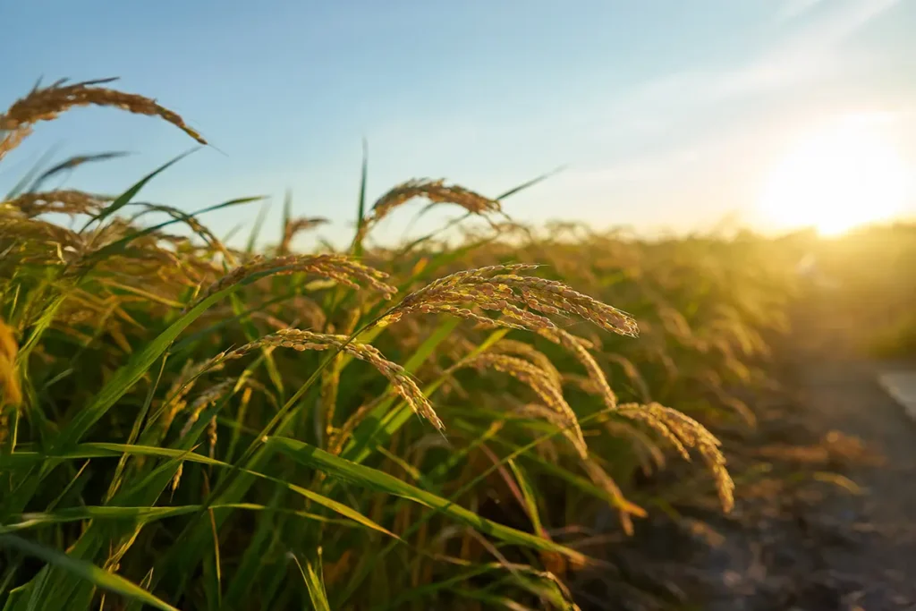 wheat