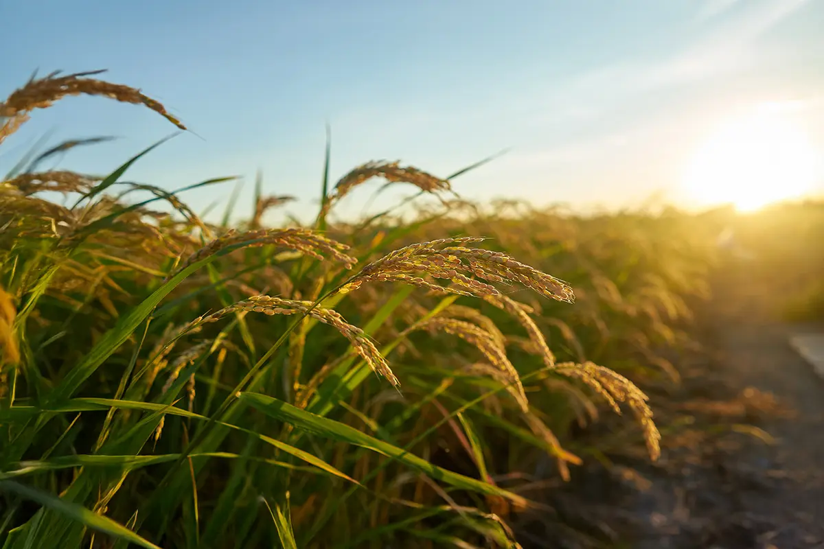wheat