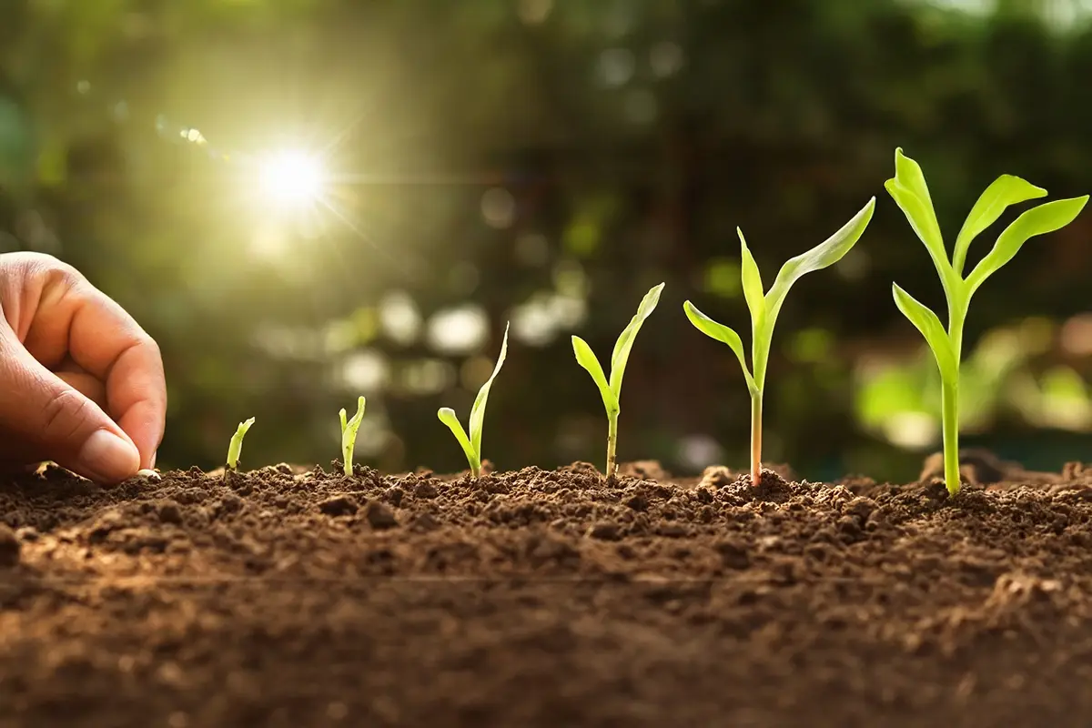 Regenerative Agriculture Practice