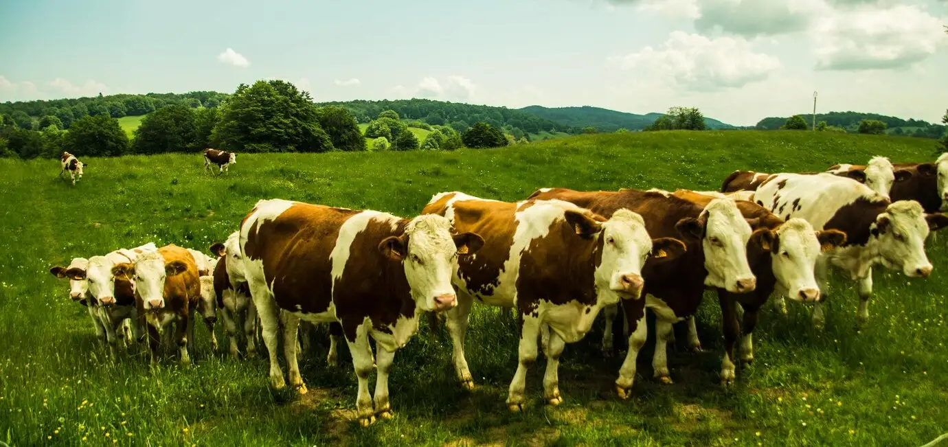 regenerative agriculture