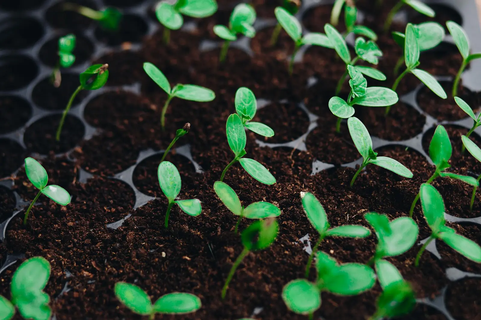 Seed company and smart farming