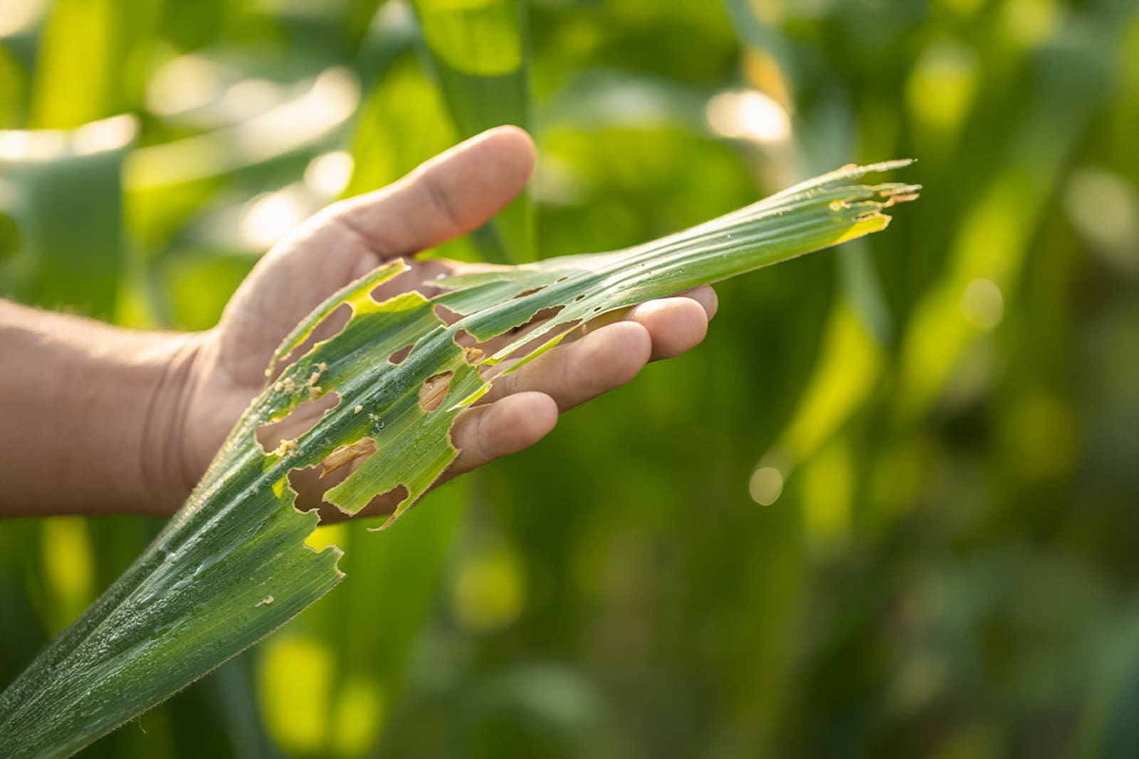 plant disease 2
