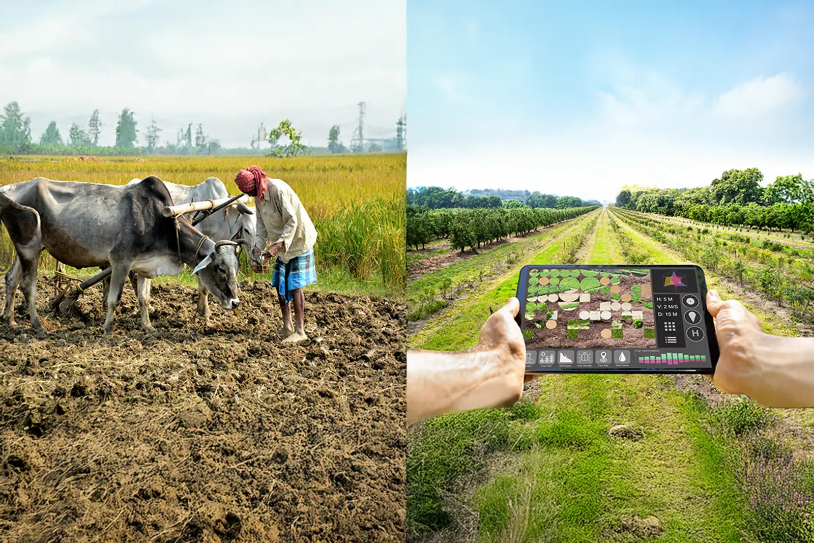 sustainable agriculture