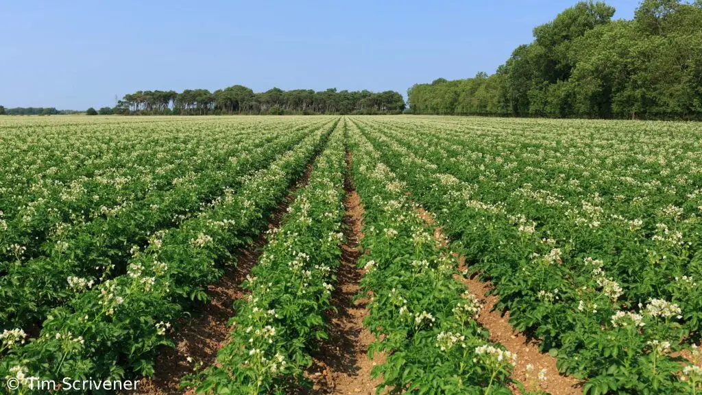 Potatoes_Flowering