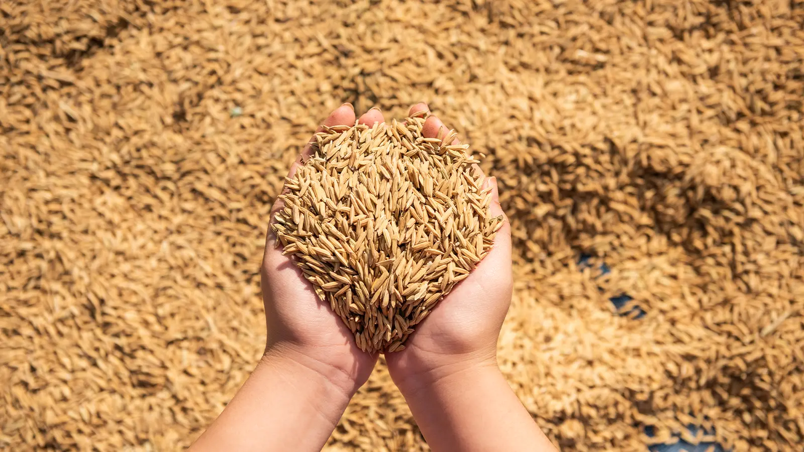 2Scale_ Digitization to monitor the rice value chain