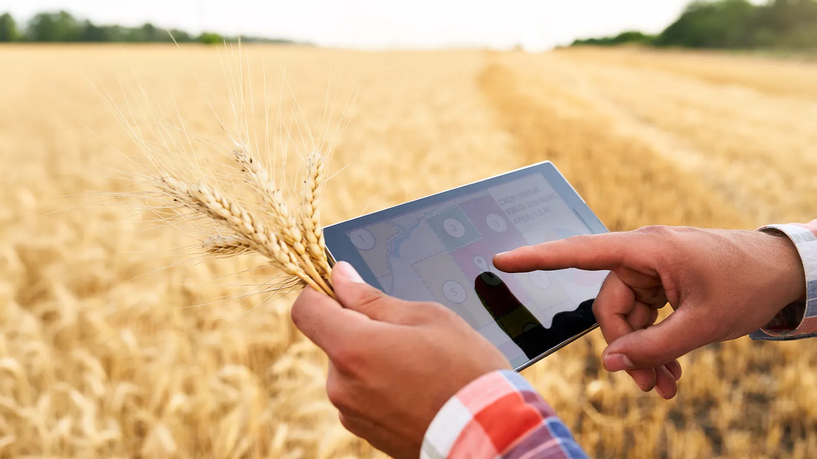 A Seed Producer’s Digital Transformation Journey