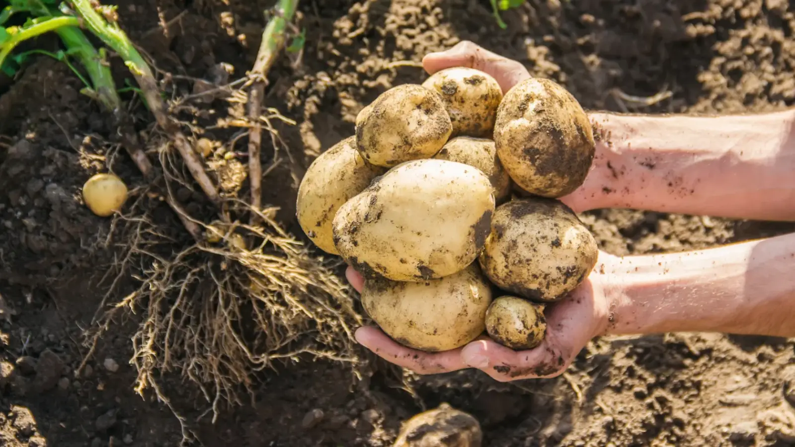 Maximizing yield through predictive intelligence & remote sensing solutions