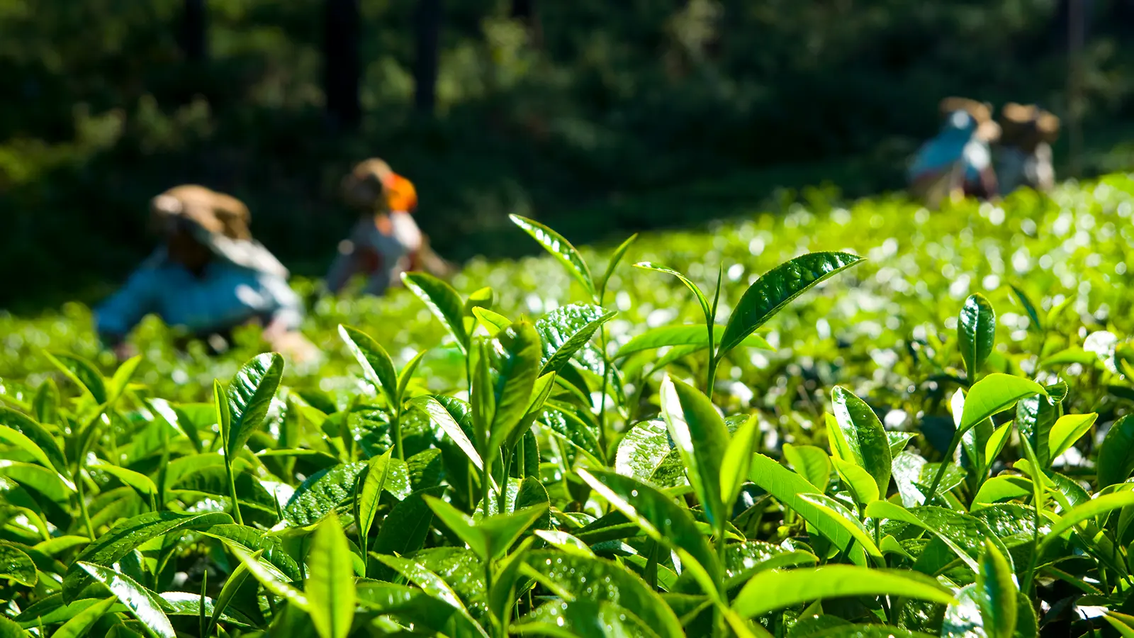 Streamlining operations for tea plantations in Tamil Nadu