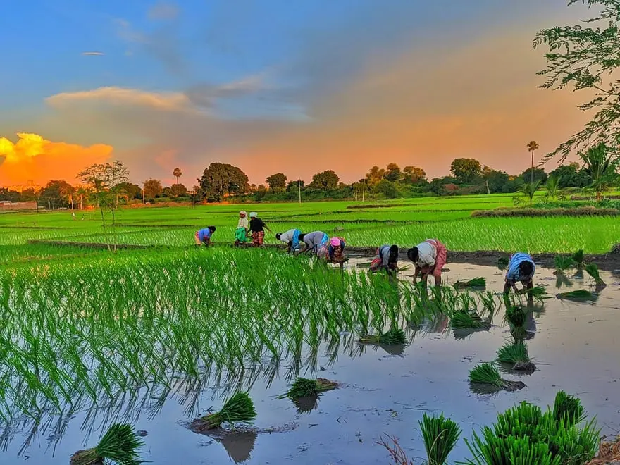 kharif-crop
