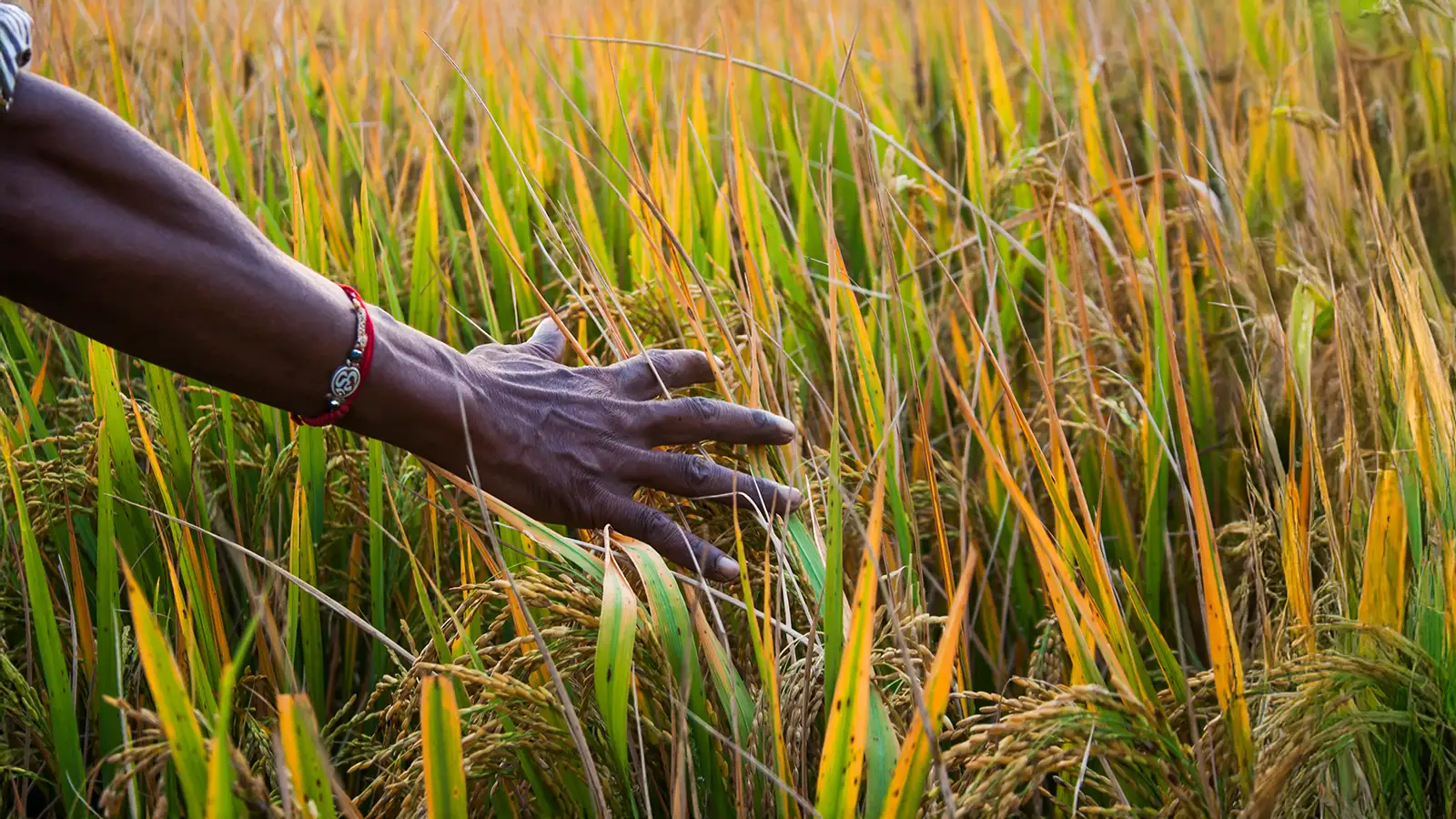 paddy-crop-intelligence-report