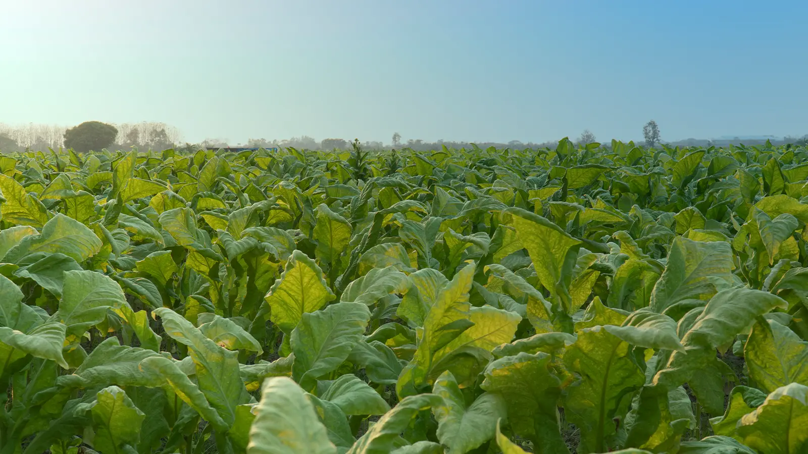 tobacco-fields-evening-sky