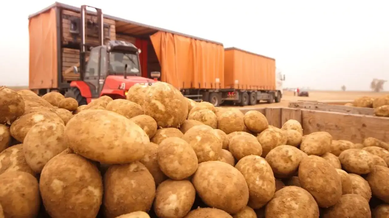 AI deal to scale regenerative potato farming in Europe