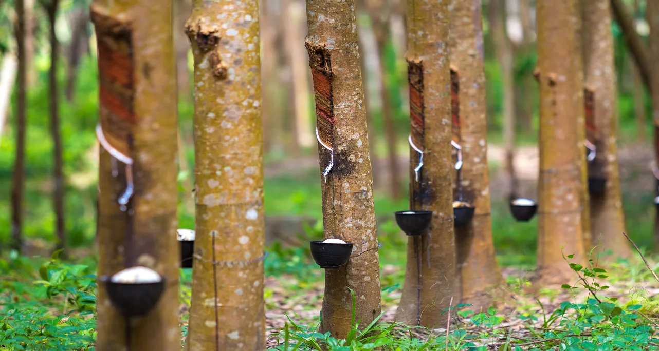 Promoting sustainable and equitable natural rubber value chains – the Agtech way_ Driving rubber traceability in Myanmar