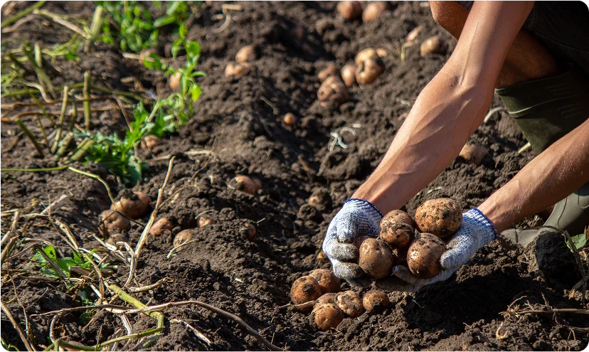Potato cultivation