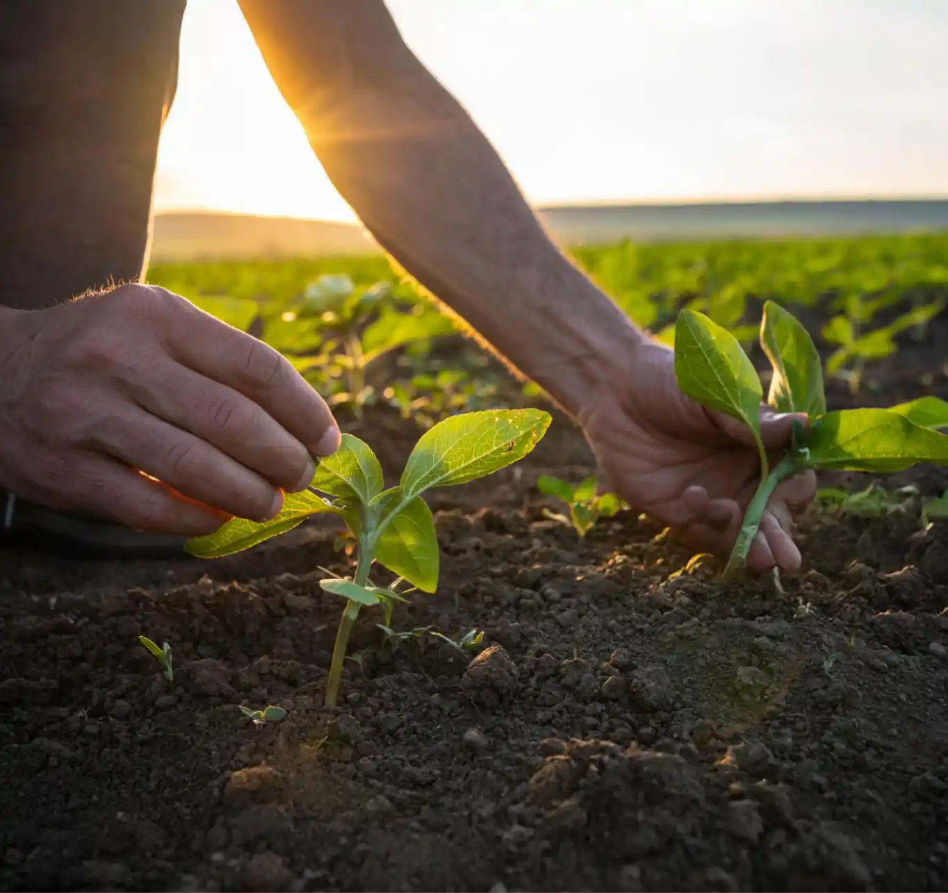 Sustainability
